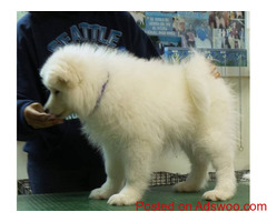 Loyal Samoyed puppies available