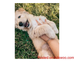Beautiful Goldendoodle puppies for you