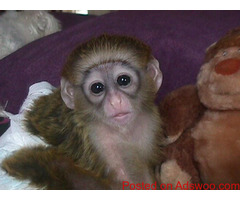 Gprgepus Capuchin Baby Monkeys For Sale