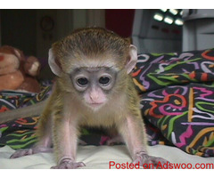 Gprgepus Capuchin Baby Monkeys For Sale