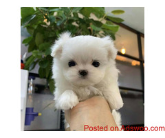 Beautiful Male Maltese