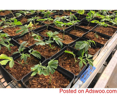 Growing cannabis in coco is an excellent choice for hydroponic growers
