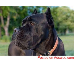 Cane Corso Puppies for Sale Reno