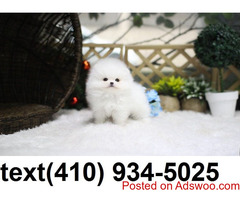 Cuttest tiny t-cup pomeranian puppies for sale.