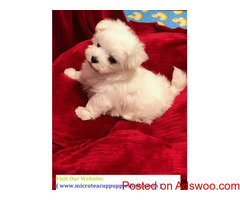 Micro Teacup Puppies for Sale from Reputable Dog Breeder