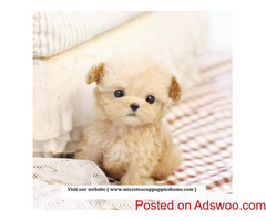 Micro Teacup Puppies for Sale from Reputable Dog Breeder
