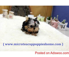 Micro Teacup Puppies for Sale from Reputable Dog Breeder