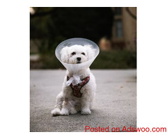 Surgery - Animal Hospital Syracuse, UT