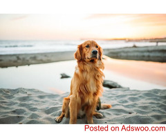 End of Life Care - Animal Hospital Ledgeview, WI