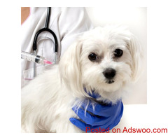 Eye Problems In Cats - Animal Hospital in Greater Cincinnati