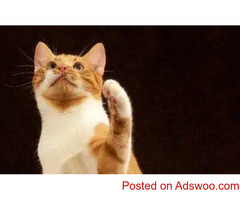 National Pet Cancer Awareness Month - Veterinarian in Clermont County