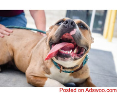 Dentistry - Pet Clinic FM 1960 North, TX
