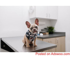 Diagnostics - Animal Hospital FM 1960 North, TX