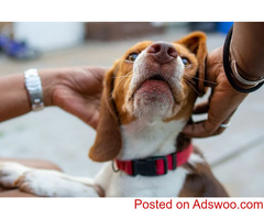 Pawesome Ways Pets Change Our Lives - Veterinary Clinic Aurora CO