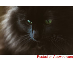 Things To Do For Your Cat This Year - Pet Clinic Aurora CO
