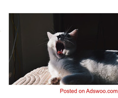 Things to Do After Fluffy's Appointment - Vet Norwalk, CA