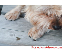 Valentine’s Day With Pets - Vets in Aurora CO