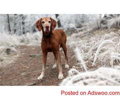 Is My Dog Color Blind? Understanding Canine Eyesight - Veterinarian in Jefferson County, PA