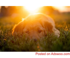Celebrating Golden Retrievers - Vets Norwalk, CA