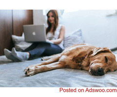 Canine Flu - Vet Clinic in Leonardtown, MD