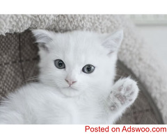 Fluffy’s Top New Year’s Resolutions - Pet Clinic Ellicott City, MD
