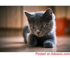 Top 5 New Year’s Resolutions For Cats - Vet Clinic Columbia, MD