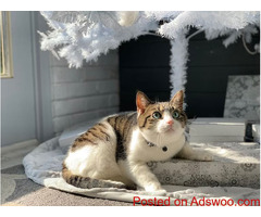8 Ways To Keep Your Cat Healthy - Pet Clinic Ellicott City, MD
