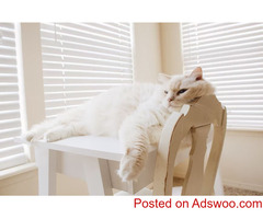 Tips For Keeping Fluffy Healthy - Veterinarians Columbia, MD