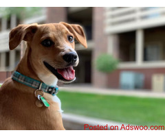 Ways to Keep Your Dog Healthy This Year - Veterinarian Burlington, ON