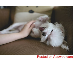 Celebrating Love Your Pet Day - Veterinarian Burlington, ON