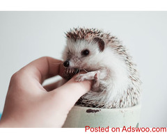 Sickness In Hedgehogs - Animal Hospital Clermont County