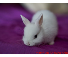 5 Ways To Pamper A Bunny - Veterinarian Greater Cincinnati