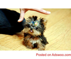 Lovely Tea Cup Yorkie Babies Ready For their new homes for adoption