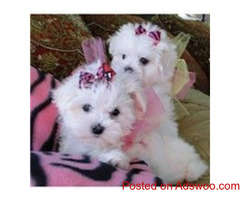 Gorgeous Male and Female MALTESE puppies for a good home