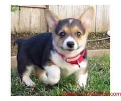 Akc Pure Breed Pembroke Welsh Corgi Puppies for sale