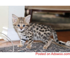 WELCOME TO A HOME OF CUTE AND GOOD ADDORABLE F1 SAVANNAH CATS FOR SALE.