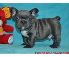 100% Genuine Pure Blue French Bulldog puppies Text Us At (503)389-3196 )