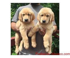 Golden retriever  puppies Text Us At (503) x 389 x 3196 )