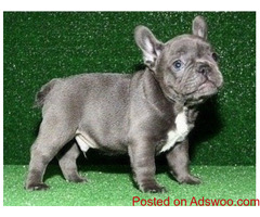 French Bulldog pups Text Us At (503)389-3196