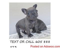 CUTE FRENCH BULLDOG AVAILABLE NOW