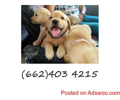 Cute Golden Retriever puppies available