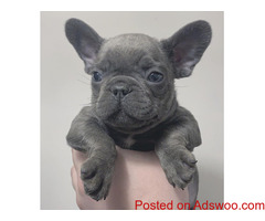Dream French bulldog available now