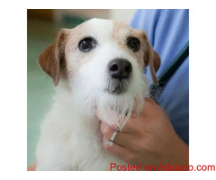Halloween With Dogs - Animal Clinic in Helotes, TX