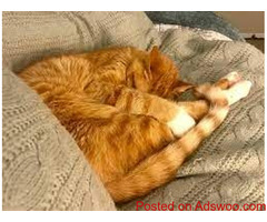 Is Your Cat Licking Herself Too Much? - Veterinary Clinic Jefferson County, PA