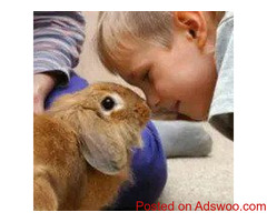 Dog Care Mistakes - Veterinarian in Mondovi, WI