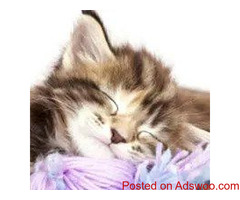 6 Resolutions for People With Curious Cats - Animal Hospital in Eau Claire, WI