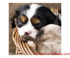Caring For A Blind Cat - Veterinary Clinic in Eau Claire, WI