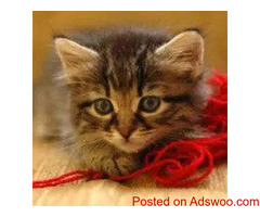 Kitty Dental Care - Vet in Mondovi, WI