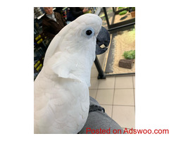 Hand tame African grey and cockatoo for re-homing