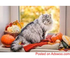 Signs Of HD - Vet Clinic in Troy, OH